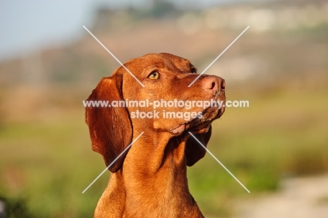 Hungarian Vizsla portrait