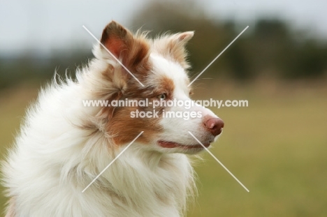 Border Collie, blurred background