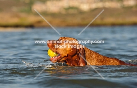 Hungarian Vizsla retrieving ball from water