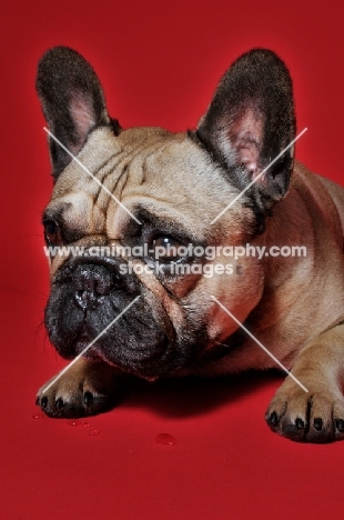 French Bulldog