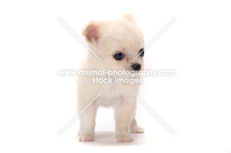 very young smooth coated Chihuahua puppy on white background