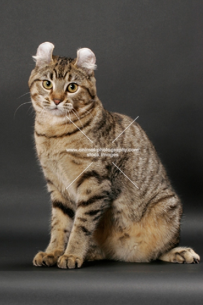 Brown Spotted Tabby American Curl