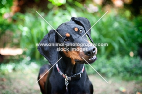 doberman tilting head