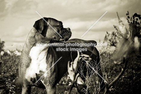 Boxer standing in field