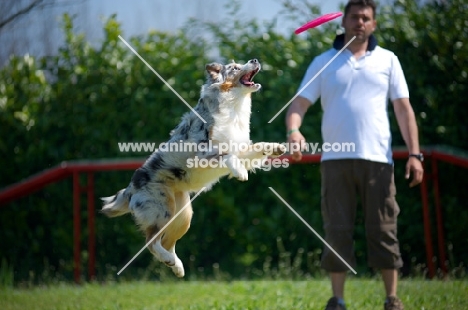 Blue merle australian shepherd jumping to cacth frisbee, all legs in the air