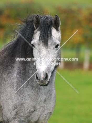 Welsh Mountain Pony (Section A) portrait