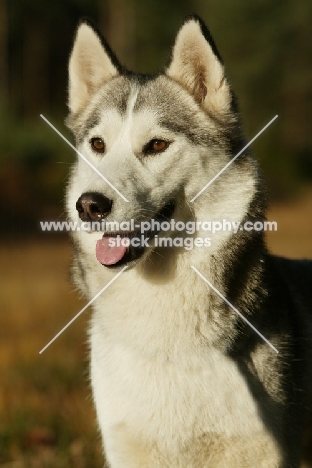 Siberian Husky portrait