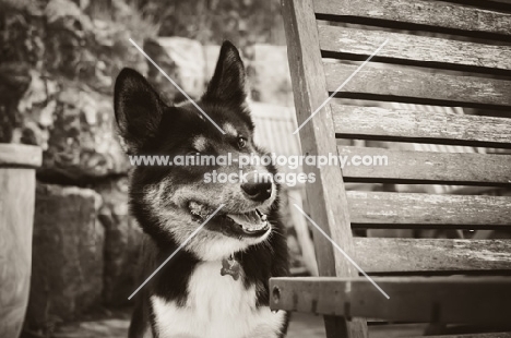 Husky Crossbreed near deckchair 