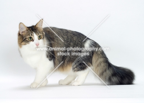 female Norwegian Forest cat on white background