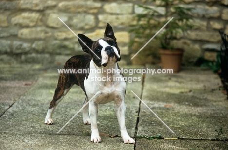 boston terrier in courtyard