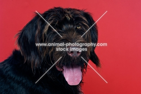 German Wirehaired Pointer isolated on a red background