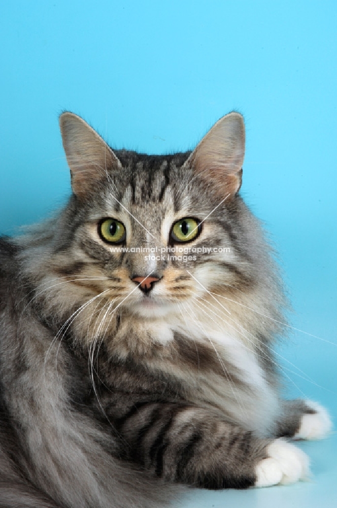 silver tabby and white norwegian forest cat, portrait