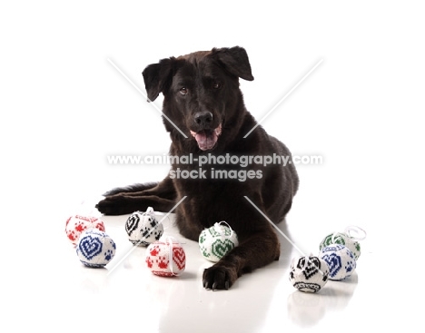 black Mongrel with several toys