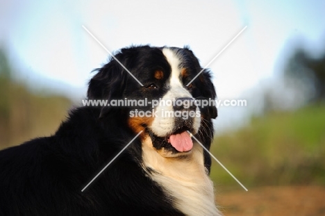 Bernese Mountain Dog (aka Berner Sennenhund)