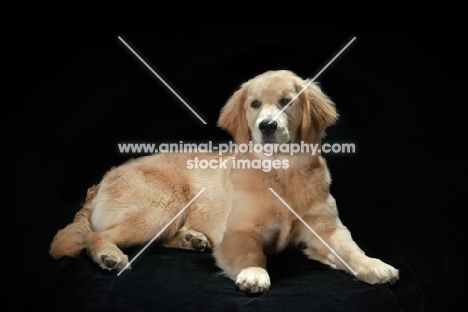 young Golden Retriever on black background