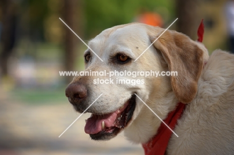 head shot of a yellow labrador retriever with a red bandana