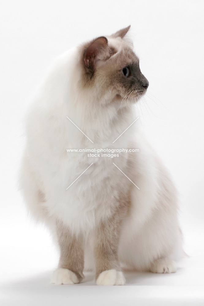 Blue Point Mitted Ragdoll, sitting and looking aside