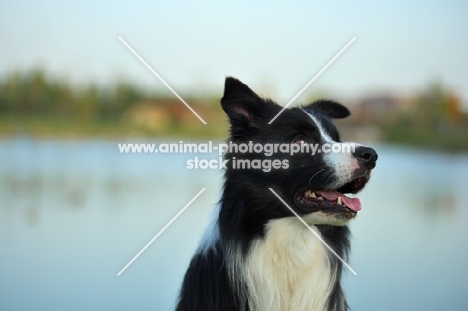 black and white border collie sitting in front of a lake