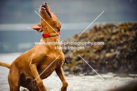 Labrador Retriever playing