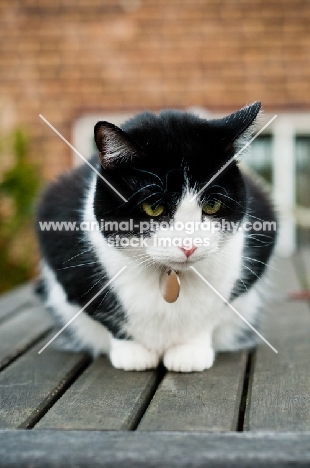 bi-coloured short haired cat on table