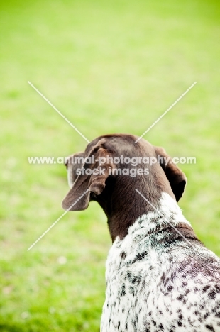 German Shorthaired Pointer looking away