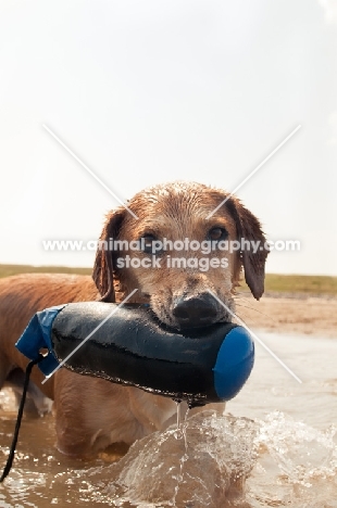 Mongel playing in water