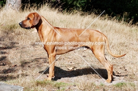 Rhodesian Ridgeback