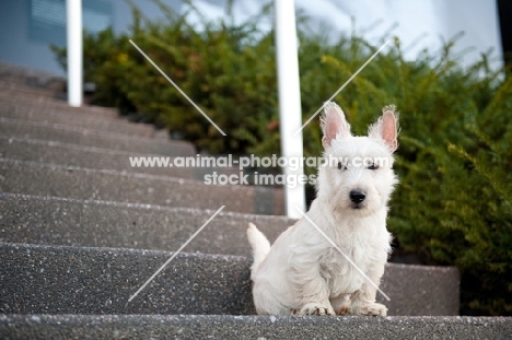 wheaten Scottish Terrier puppy sitting on stairs.