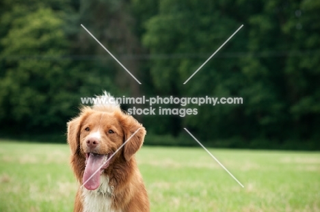 Nova Scotia Duck Tolling Retriever 