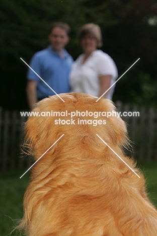 Golden Retriever looking at people