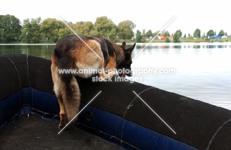 trained German Shepherd Dog in boat