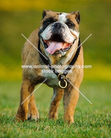 Bulldog, front view