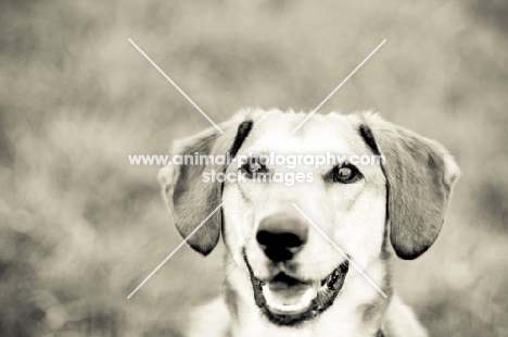 smiling dog, portrait in black and white