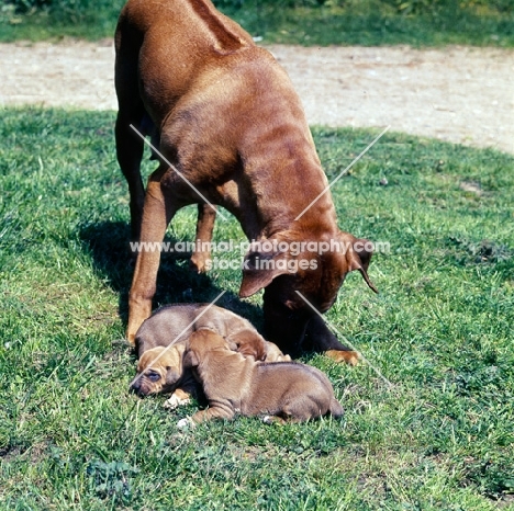 rhodesian ridgeback mother with three puppies