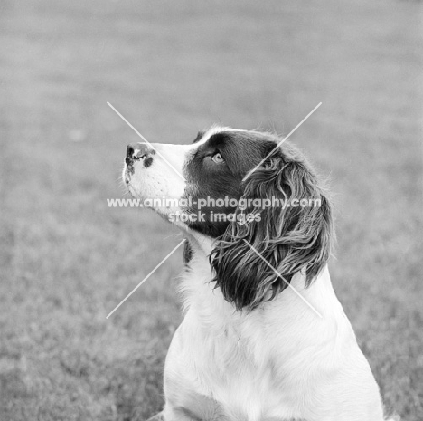 english springer spaniel