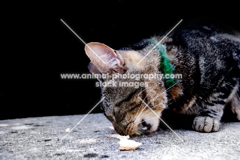 tabby cat eating food