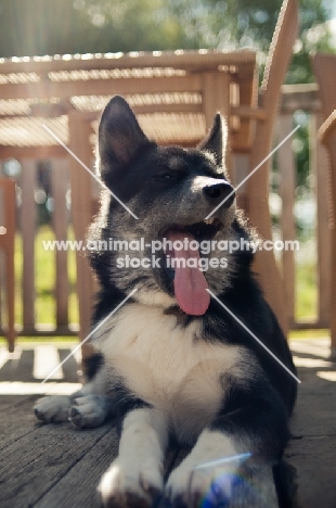 Husky Crossbreed yawning