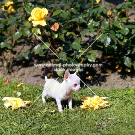 chihuahua puppy with flowers