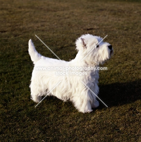 west highland white terrier on grass