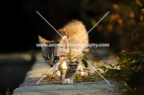 kitten walking