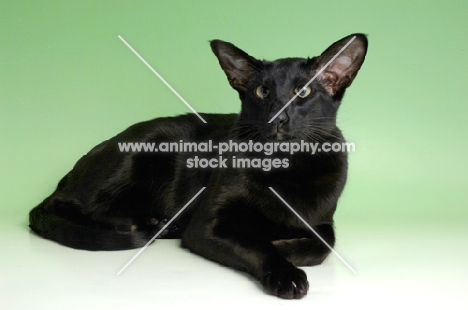 black oriental shorthair cat, lying down