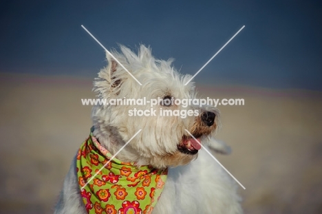 West Highland White Terrier wearing scarf