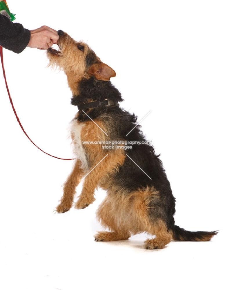 Cross bred dog receiving treat