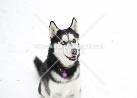 Siberian Husky sitting on snow.