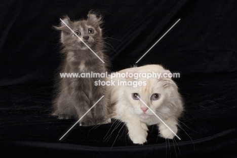 two American Curl cats, one adult, one kitten