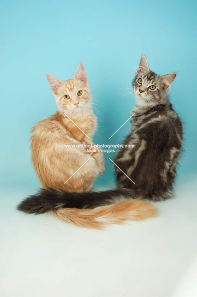 two maine coon cats, back view, cream silver tabby and silver tabby