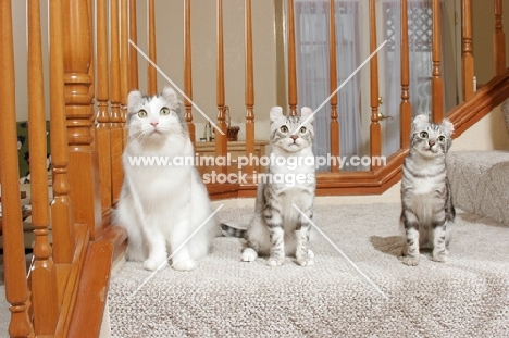 three American Curl cats