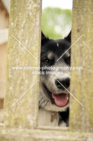 Husky Crossbred dog looking through fence