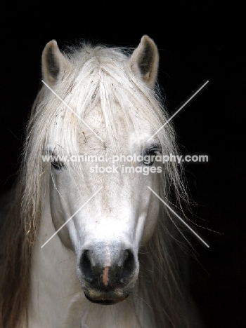 Welsh Mountain Pony (Section A) portrait