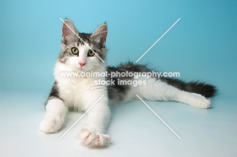 silver tabby and white norwegian forest cat, lying down